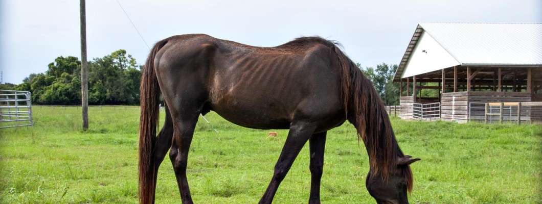 Guide to Feeding Horses for Weight Gain Guide to Feeding Horses for Weight Gain