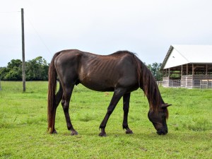 Guide to Feeding Horses for Weight Gain