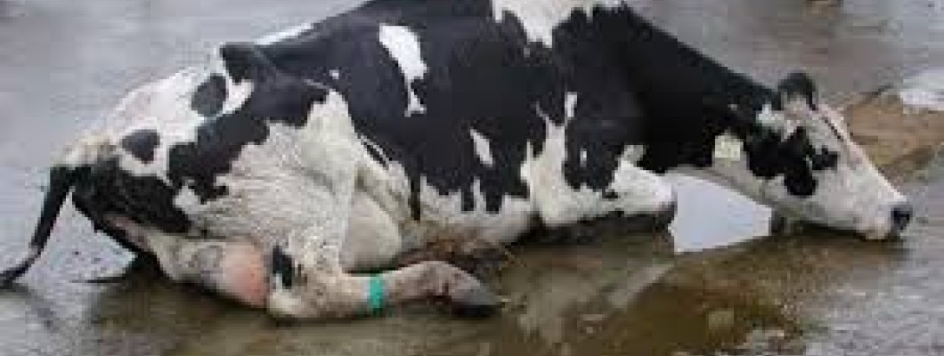 Tick-borne diseases symptoms in animals Tick-borne diseases symptoms in animals