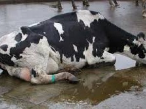 Tick-borne diseases symptoms in animals