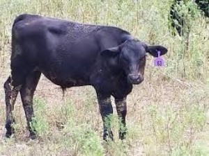 What is Liver Fluke (Fasciola hepatica)