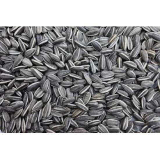 SUNFLOWER SEEDS 5KG SUNFLOWER SEEDS 5KG