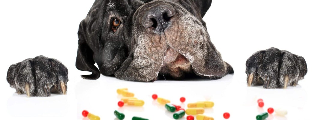Attributes of Animal Medication Attributes of Animal Medication