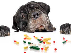 Attributes of Animal Medication